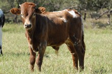 Malachi x Sassy Gal calf