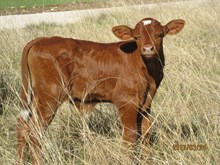 MALACHI TEARDROP BULL